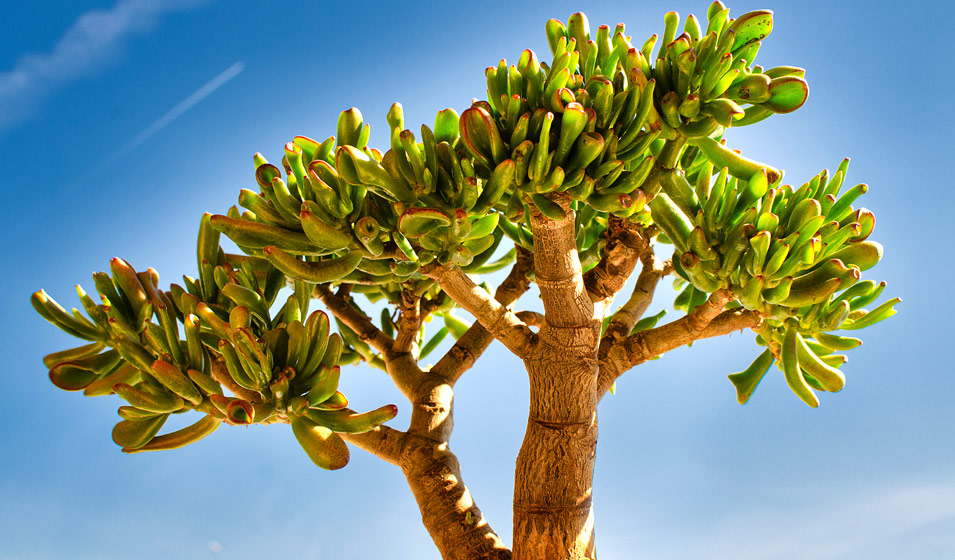 Arbre de jade : le guide complet pour le cultiver, l’entretenir et le multiplier avec succès 5 image 121